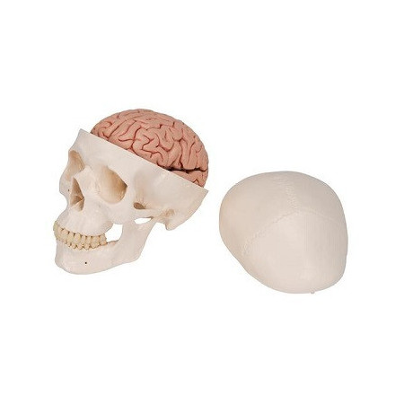 Craneo clasico con cerebro, 8 partes