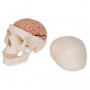 Craneo clasico con cerebro, 8 partes