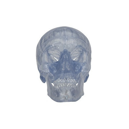 Craneo Clasico transparente, 3 partes