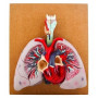 Modelo de corazon con pulmones y laringe