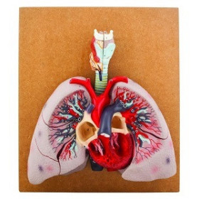 Modelo de corazon con pulmones y laringe