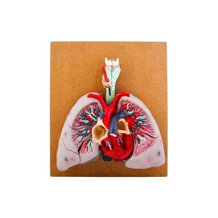 Modelo de corazon con pulmones y laringe