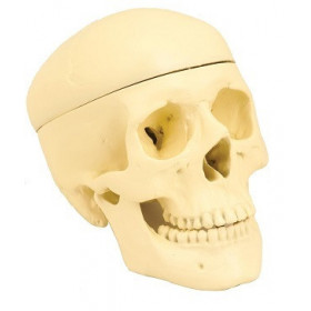 Modelo de craneo humano - 3 partes