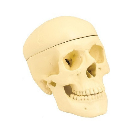 Modelo de craneo humano - 3 partes