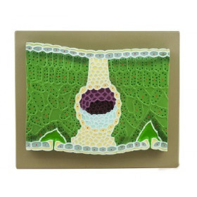 Modelo de hoja de dicotiledoneas, magnificado
