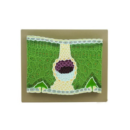 Modelo de hoja de dicotiledoneas, magnificado