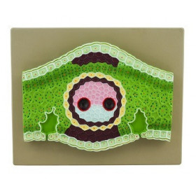 Modelo de hoja de monocotiledonea, 300x ampliada