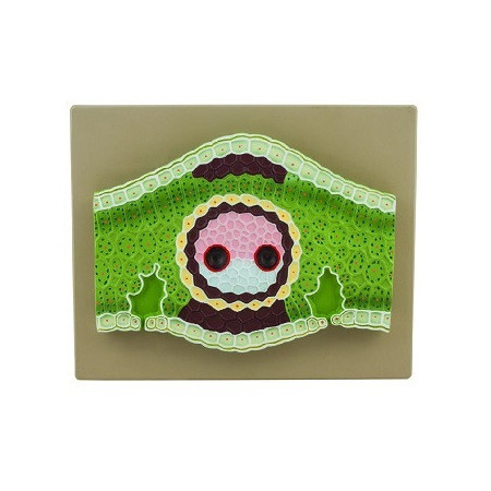 Modelo de hoja de monocotiledonea, 300x ampliada