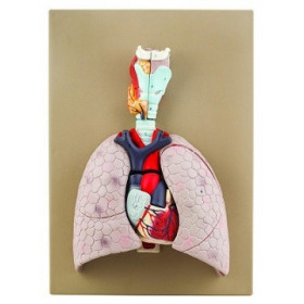 Modelo del corazon y pulmones - 5 partes