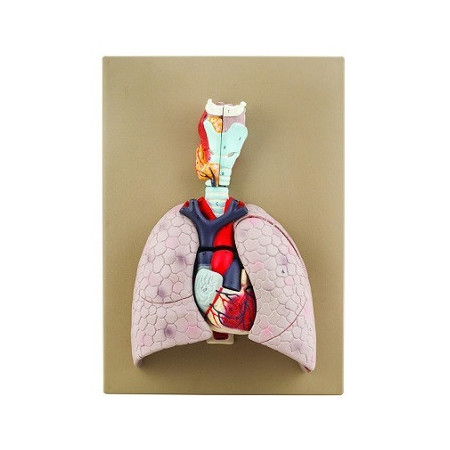 Modelo del corazon y pulmones - 5 partes