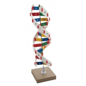 Modelo DNA Kit