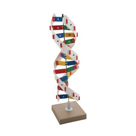 Modelo DNA Kit