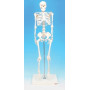 Modelo esqueleto humano miniatura