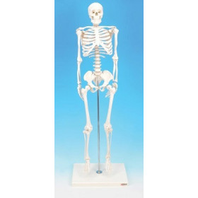 Modelo esqueleto humano miniatura