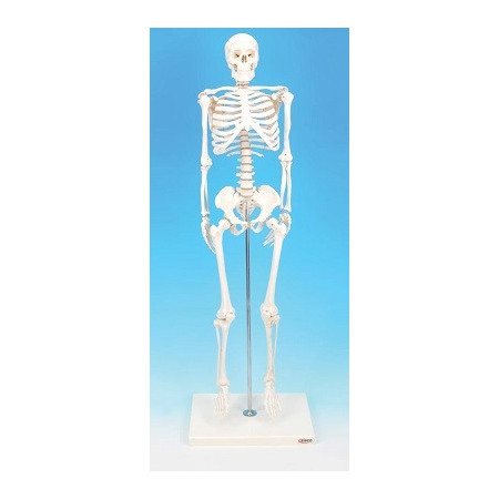 Modelo esqueleto humano miniatura