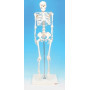 Modelo esqueleto humano miniatura