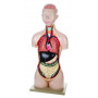 Torso con Cabeza - 8 Piezas