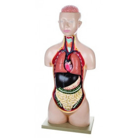 Torso con Cabeza - 8 Piezas