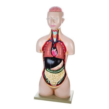 Torso con Cabeza - 8 Piezas